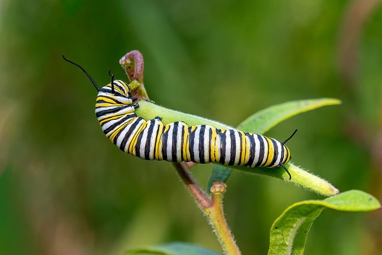 Ilustrasi ulat kupu-kupu monarch. Penelitian menemukan suhu tinggi membuat kupu-kupu raja (monarch) 22 persen lebih rentan infeksi parasit yang makin meningkat.