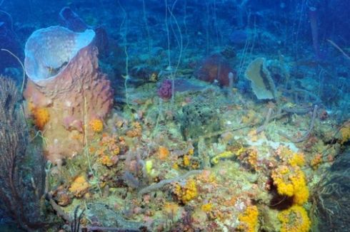 Zona Laut Baru Ditemukan, Isinya Ikan-ikan Misterius