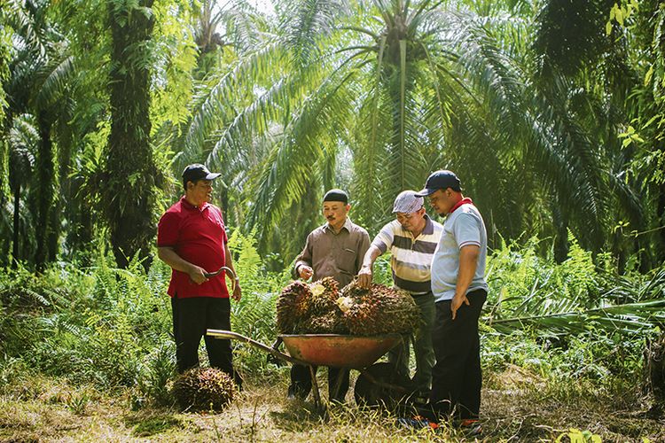 Small holder atau petani pemasok kelapa sawit
