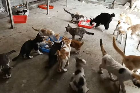 Sisihkan Uang Gaji, Pemuda Semarang Ini Keliling Beri Makan dan Rawat Ratusan Kucing Jalanan 