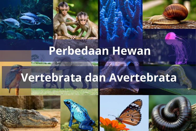 Perbedaan hewan vertebrata dan avertebrata