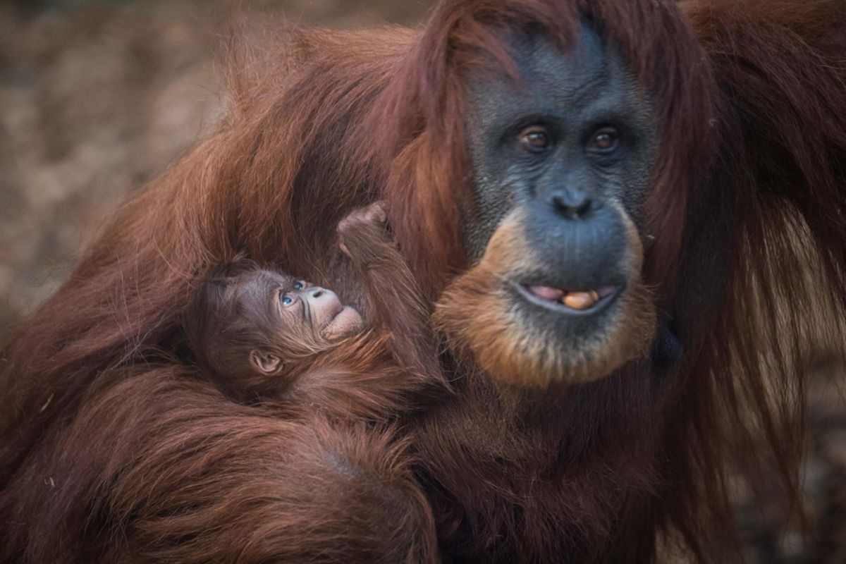 Orangutan Sumatera lahir di kebun binatan Chester di Inggris