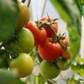 Pupuk Apa yang Harus Diberikan ke Tanaman Tomat? Ini Penjelasannya
