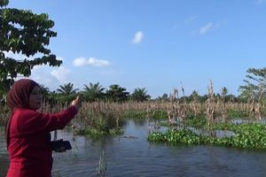 Banjir Dua Bulan di Luwu Utara Rusak 12 Hektar Lahan Pertanian Warga