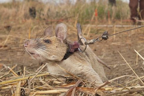 Temukan 71 Ranjau dan Diganjar Penghargaan, Tikus Ini Akhirnya Pensiun