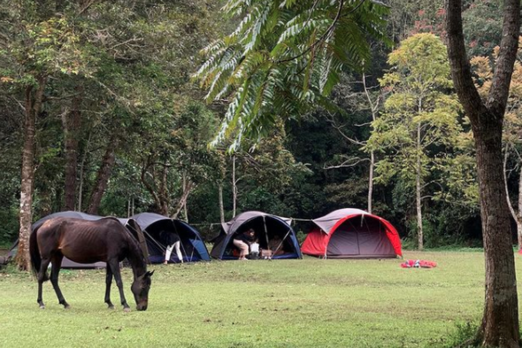 Harga dan Fasilitas Jungle Milk Lembang, Tempat Camping Bersama Kuda  Halaman all - Kompas.com