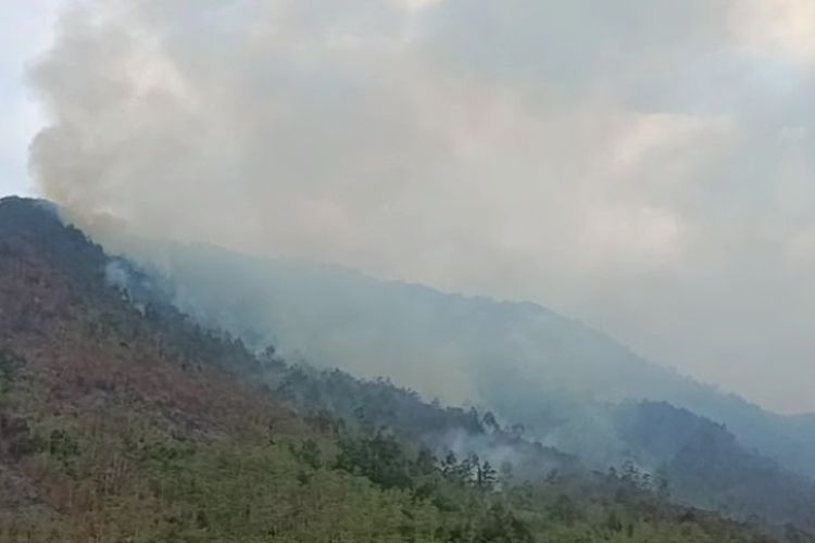 Kebakaran Hutan di Bua Luwu Capai 60 Hektar, Api Mulai Mendekati Perkebunan Warga