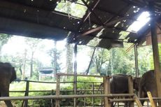 Pemprov Jabar Berminat Kelola Kebun Binatang Bandung Pasca-kematian Gajah Yani