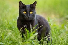 Mengenal Kucing Bombay, Satu-satunya Ras Kucing Hitam Sejati 