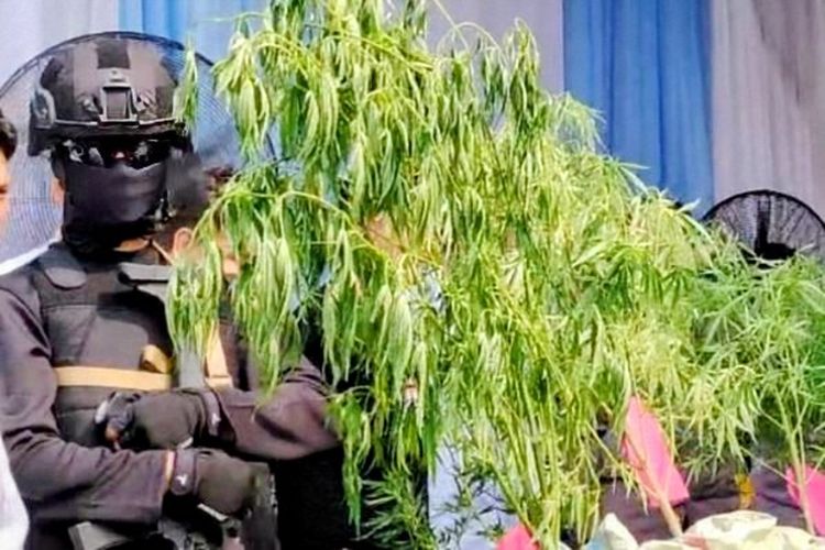 Tanaman Ganja Ditemukan di Antara Belukar Gunung Seminung Lampung