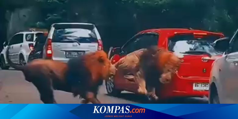 Viral, Video Singa Tabrak Mobil Pengunjung Taman Safari Prigen, Ini Cerita Versi Korban
