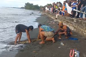 Penangkaran Kesulitan Beri Makan, Buaya-buaya Dilepas ke Laut di Mamuju Tengah