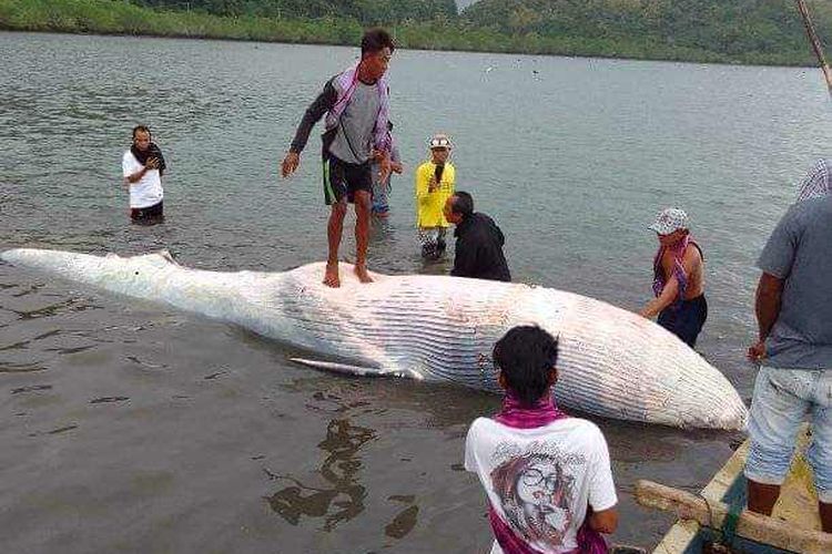 Bangkai paus bungkuk terdampar di pesisir pantai Desa Laju, Kecamatan Langgudu, Kabupaten Bima, Kamis (11/5/2023).