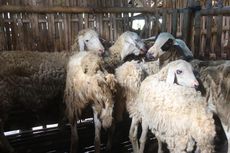 Kasus PMK di Lumajang Bertambah, 380 Sapi dan 7 Domba Terjangkit