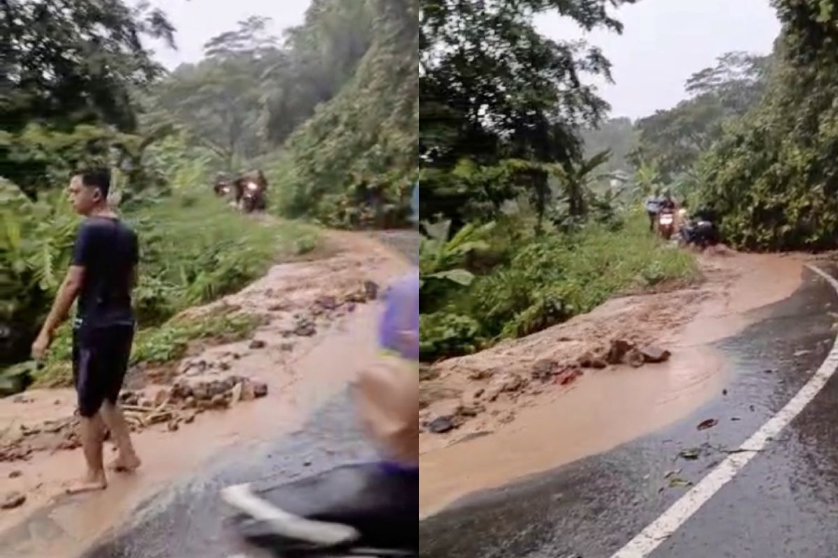 Hujan Deras, Debit Air Bikin Pohon Tumbang di Jalan Berbukit Lampung