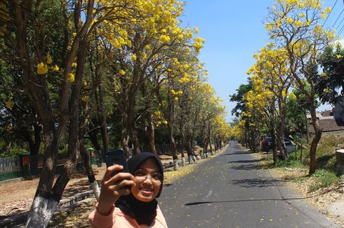 Mirip Sakura di Jepang, Fenomena Tabebuya di Batu Jadi Tempat Berfoto