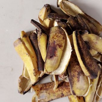 Ilustrasi kulit pisang. Kulit pisang dapat digunakan sebagai bahan pembuatan pupuk alami untuk tanaman. 