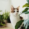 5 Cara Mencegah Anjing dan Kucing Memakan Tanaman Hias