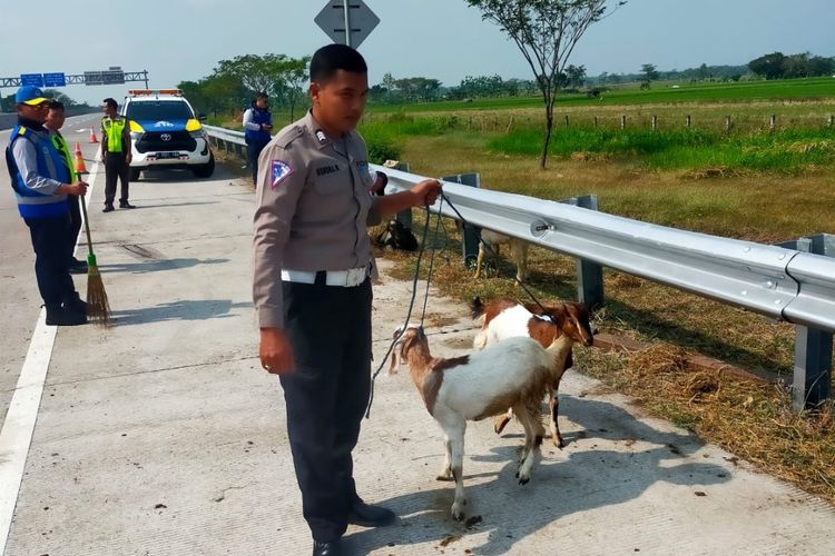 Pecah ban sebuah mobil pikap bernopol AD 8565 MA yang dikemudikan Isdarmawan warga Kelurahan Kadipiro, Kecamatan Banjarsari, Surakarta terguling di ruas tol Ngawi - Solo. Mobil yang memuat 50 kambing korban tersebut terguling karena pecah ban, 4 penumpang terluka.
