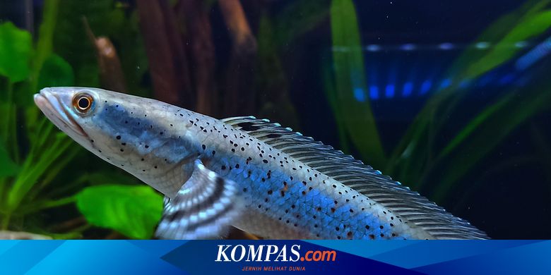 6300 Contoh Aquarium Ikan Predator Gratis Terbaru