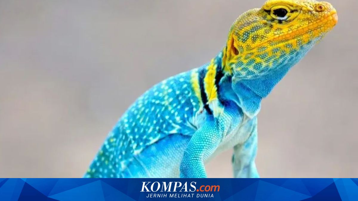 Mengapa Reptil Berwarna Lebih Cerah di Habitat Terbuka?
