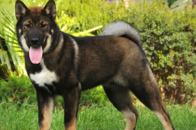 Ilustrasi ras anjing Shikoku. 