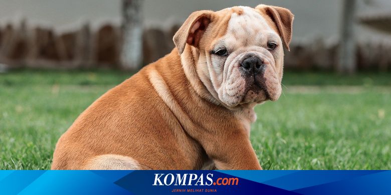 Harga english bulldog sales
