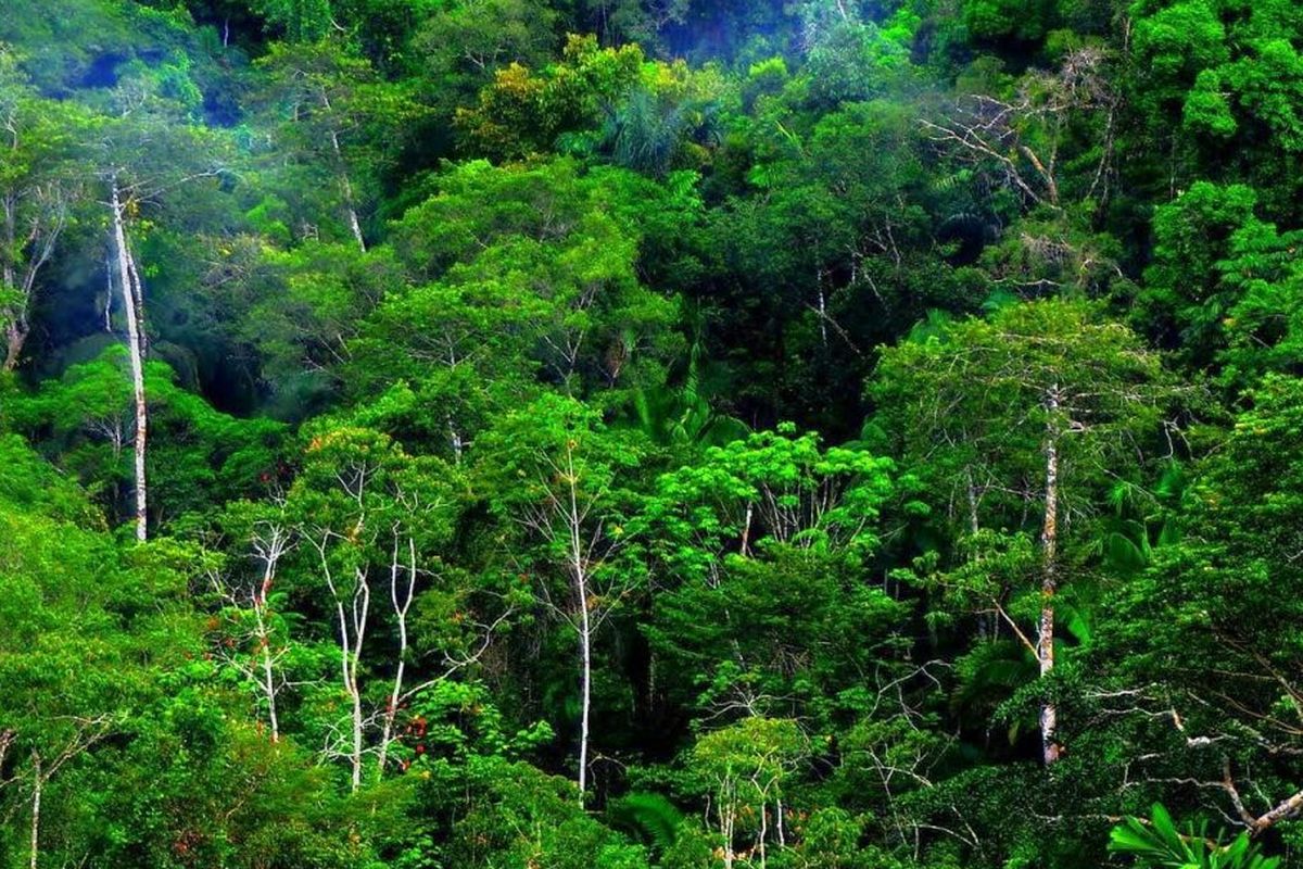 Ilustrasi hutan