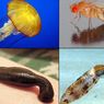 Hewan Invertebrata: Ciri-ciri dan Klasifikasinya