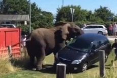 Usai Dipukul Pawang, 3 Gajah Sirkus Mengamuk dan Hancurkan Mobil