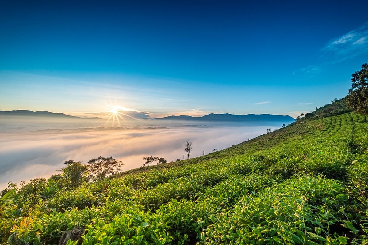 Tanaman Teh Dapat Menahan Erosi