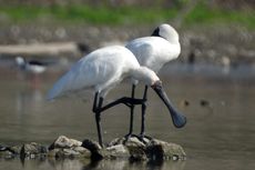 Misteri Ibis Sendok Raja, 