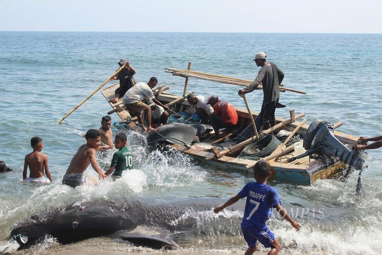  Nelayan Lamalera membawa hasil tangkapan ke tepi pantai pada Jumat (11/24/2023). 
