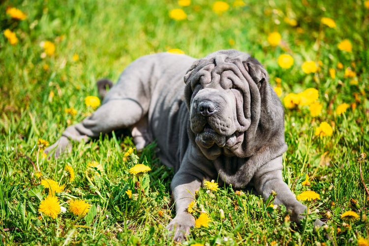 Ilustrasi anjing - Anjing ras Shar-Pei.