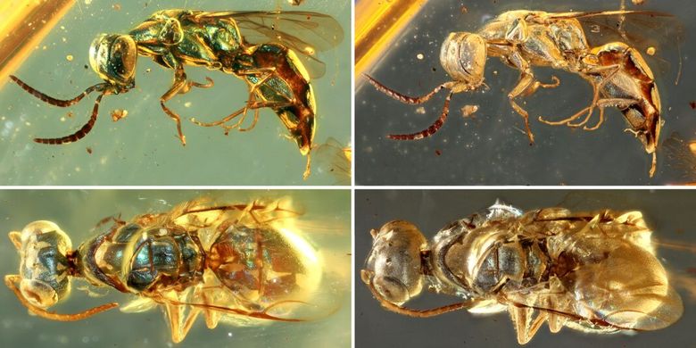 Aletta Okean qozgolonchining xoroziga tatuirovka qilingan. Yalangoch qozoq ayol porno