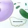 Mengapa Mitokondria dan Kloroplas disebut Organel Semiotonom