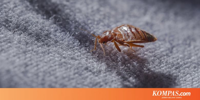 Lyme Disease, Perkembangannya di AS, dan Pengaruh Iklim