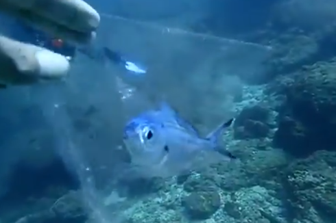 Viral Ikan Terperangkap Kantong Plastik, Begini Kisah di Baliknya