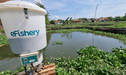 eFishery Jajaki Potensi Ekspor Produk Udang ke AS