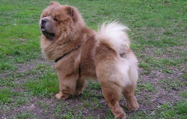 Rekomendasi Ras Anjing yang Cocok bagi Kita Berdasarkan Zodiak ...