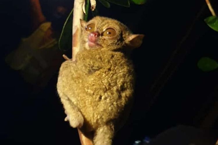 Tarsius, primata langka yang bisa ditemukan di Belitung, Kepulauan Bangka Belitung. 