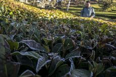 Suhu Ekstrem Dingin dan Panas Rusak Tanaman di Bandung, Petani Terancam Merugi