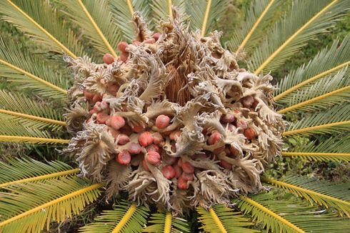 Tantangan Petani Sagu di Meranti, Hasil Banyak tetapi Daya Beli Sedikit