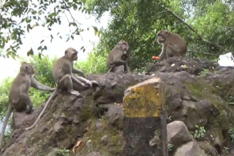 Beberapa ekor monyet di kawasan Payung, Kota Batu, Jawa Timur. 