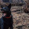 5 Perilaku Agresif Anjing yang Perlu Diwaspadai