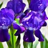4 Fakta Unik Bunga Iris, Sudah Ada Sejak Zaman Yunani Kuno 