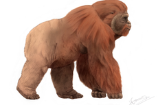 Gigantopithecus, Kera Besar Serupa Bigfoot
