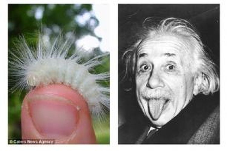 Ulat dari spesies ngengat tawa (Charadra deridens) dikatakan mirip fisikawan Albert Einstein oleh seorang warga Missouri, Amerika Serikat.
