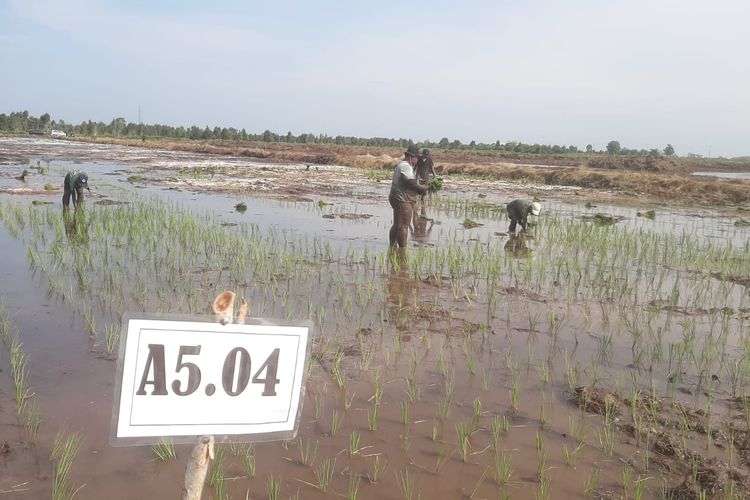 Petani menanam padi di lokasi cetak sawah proyek optimalisasi lahan di Desa Bentuk Jaya, Kecamatan Dadahup, Kabupaten Kapuas, Provinsi Kalimantan Tengah, Jumat (27/9/2024). 