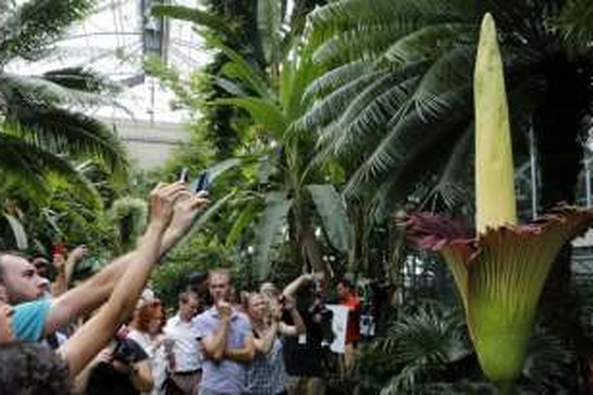 Para wisatawan mengambil gambar bunga bangkai titan arum (Amorphophallus titanum) di Kebun Botani AS di tahun 2013.